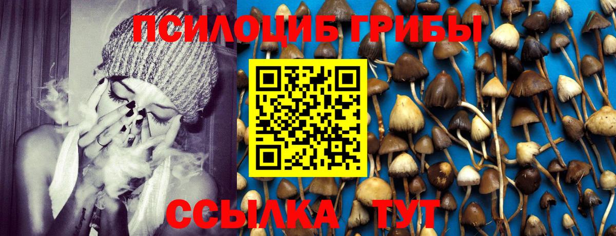 Псилоцибиновые грибы Psilocybine cubensis Кострома
